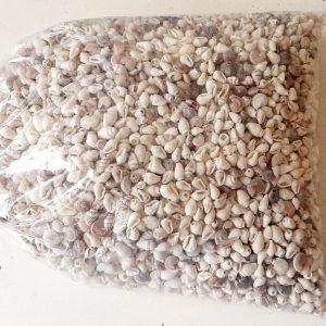 Buzios mini 1-2cm 1 Kg 1