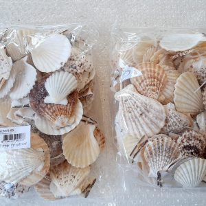 Concha vieira 1 kg 3 a 5 cm 1