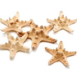Estrela do mar com bicos branca 10uni