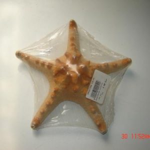 Estrela do mar com bicos 12-14cm 1uni