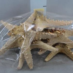 Estrela do mar com bicos Aprox. 20cm