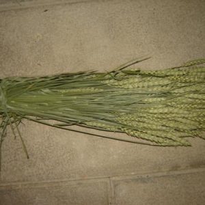 Espigas trigo cor natural 200gr