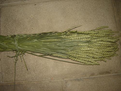 Espigas trigo cor natural 200gr Espigas trigo cor natural 200gr