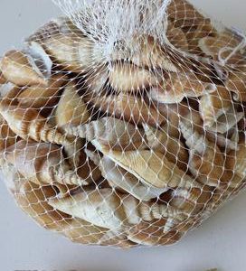 Strombus Vitatus 5 a 7 cm 1Kg
