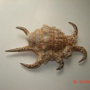 Concha Lambis 13-15cm 1 uni