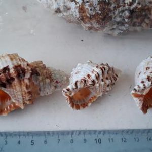 Buzios 4 a 8cm 1 Kg (aprox.40uni)