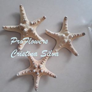 Estrela do mar com bicos 12-15cm Unidade