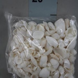 Conchas mistas brancas ( entre 2 e 5cm aproximadamente)