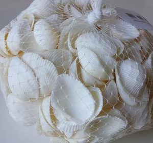 Anadara 2 a 5 cm 1Kg
