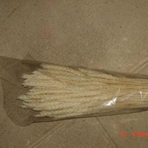 Espigas trigo branco 200gr