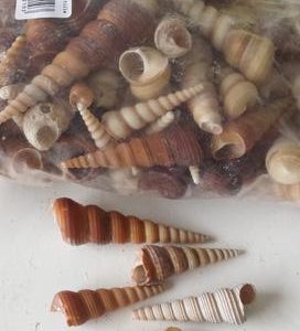 Turritella Terebra 1Kg