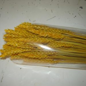 Espigas trigo amarelo