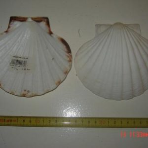 Concha viera grande 13-14cm