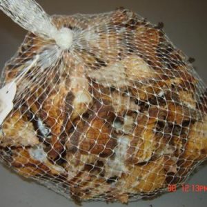 Buzios Murex Banksi 1Kg 4-5cm