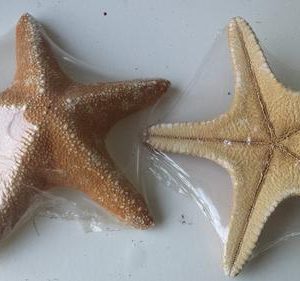 Estrela do mar 21/23cm