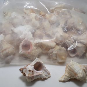 Stombus Decorus 1Kg 1