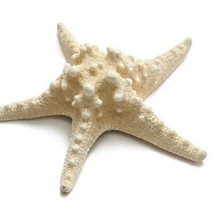 Estrela do mar com bicos grande 20 a 25cm