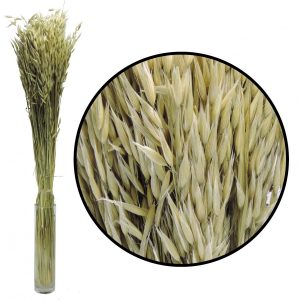 Aveia cor natural