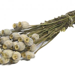 Papever natural
