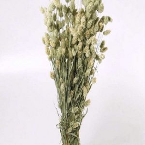 Phalaris Natural