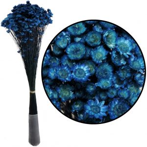 Glixias azul - Flores secas