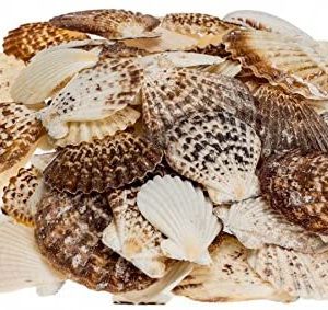 Pecten Radula 1Kg