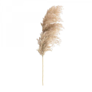Plumas selvagens