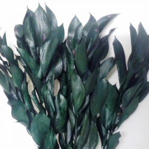 Ruscus preservados