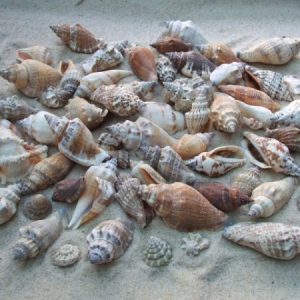 Strombus Urceus 1Kg