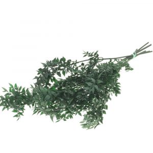 Ruscus preservados 1