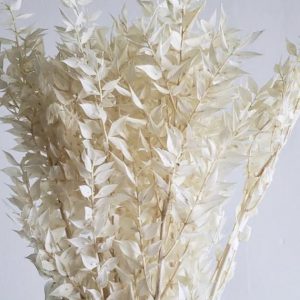 Ruscus preservados brancos