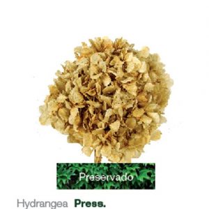 Hortense preservada cor natural
