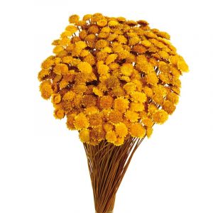 Margaret cor amarelo