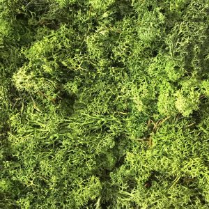 Musgo preservado verde
