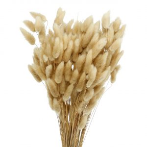 Lagurus natural 1