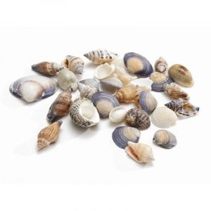 Conchas mini mix