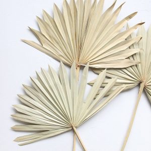 PALM SUN 6un