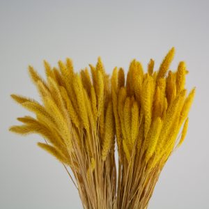 Setaria pintada amarela